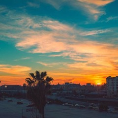 palms