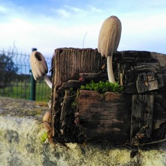 Spring Breeze (feat Qif)