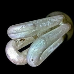 fluorescent rot