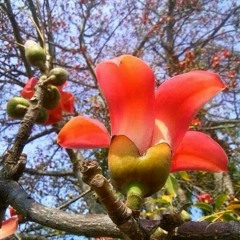 ေႏြဦးေတးသံ..ေမလွၿမိဳင္