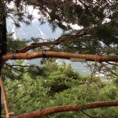 Die akustischen Emissionen einer Waldföhre (recorded by Marcus Maeder)