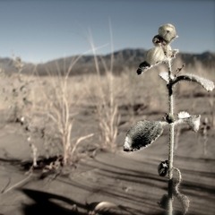 String Quartet No.2 "Contra-statement"