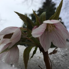 Woodshed (twangdarkly with Kirwan, Tilbury, G&B)