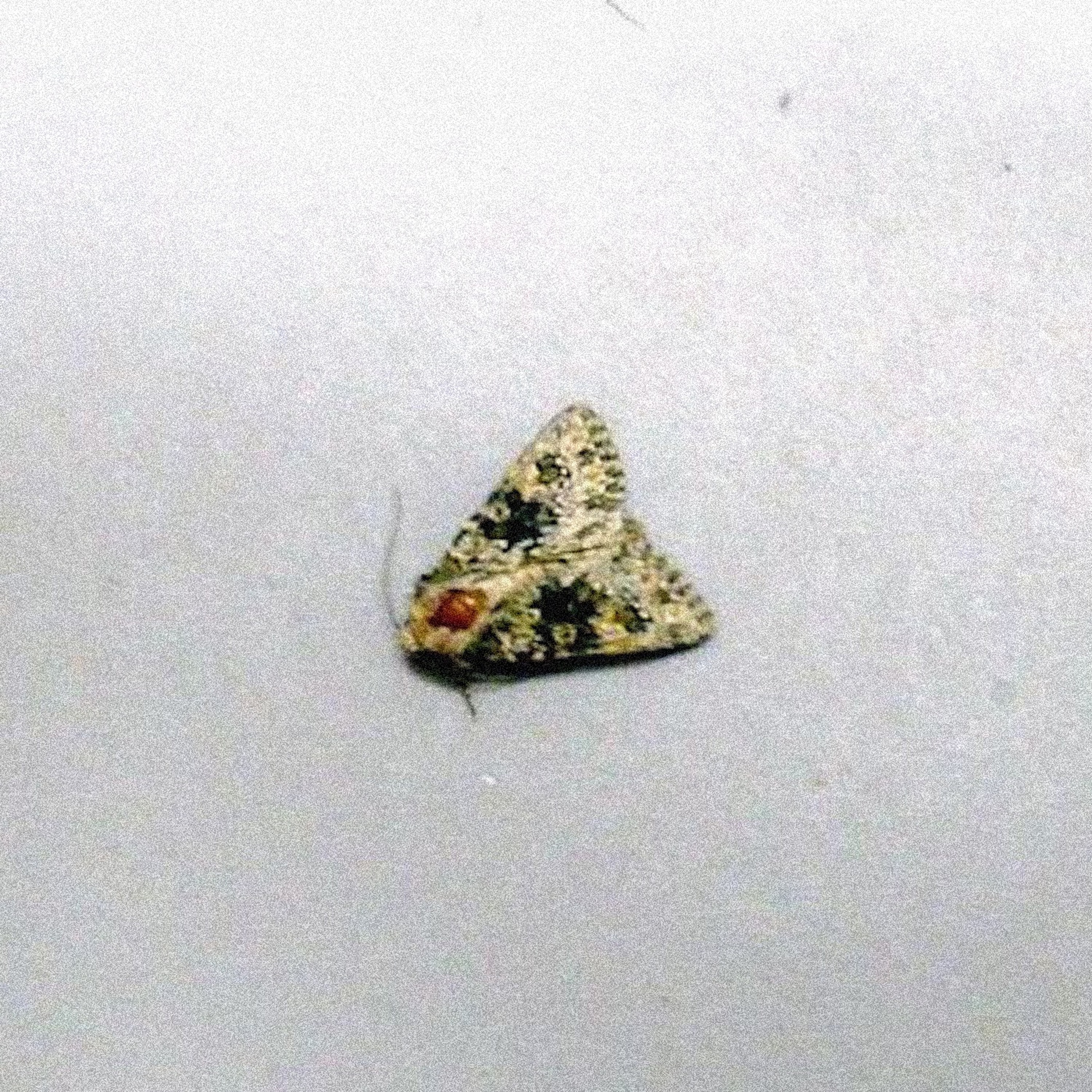 ocp