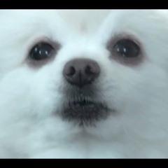We Are Number One by gabe the doggo