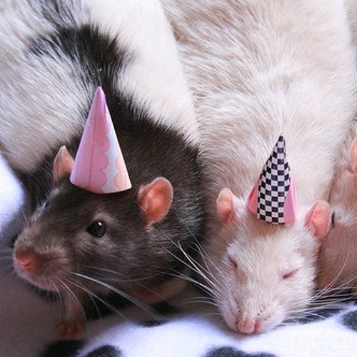 хомячки и крыски. три крысы подружки. мемы с крысами. идеальные крысиные отношения мем. песня твои подруги крысы они.