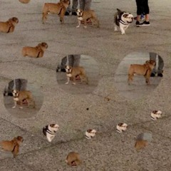 Golden Silver (rough)