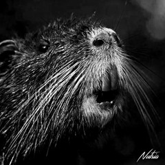 02 Nutria (Original Mix)