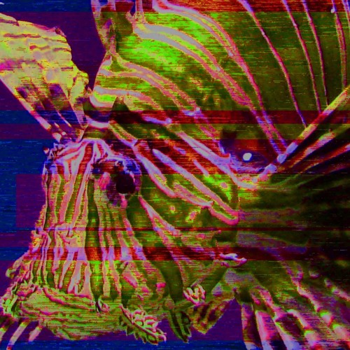 HOLA x KUSKO