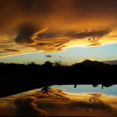 Goantanamo - Trichocereus Pachanoi