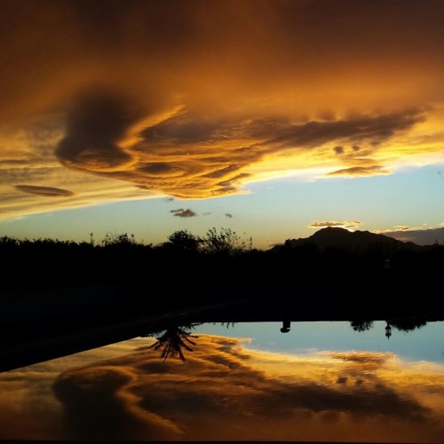 Goantanamo - Trichocereus Pachanoi