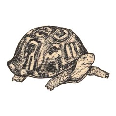 Turtle Nipper (BLND_TROP2)