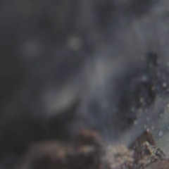 xperimental trap