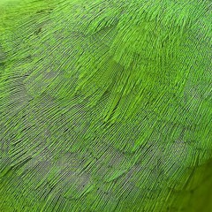 Budgie