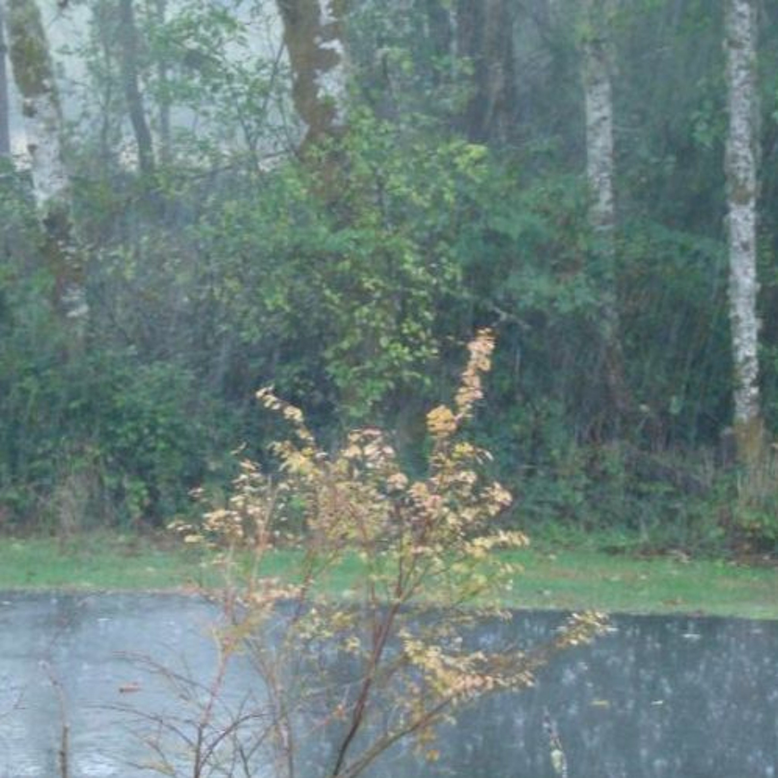 During Rain, For Will episode artwork