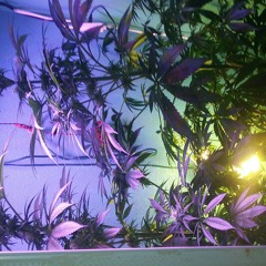 Tico Brahe- The Program