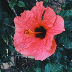 i     l̶ ̶o̶ ̶v̶ ̶e̶    u