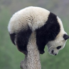 Bucur - panda with attitude (free download)