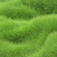 The Mystic Grass