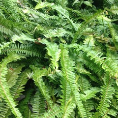 Helmut Lachenmann:  Intérieur I  for percussion soloist