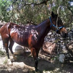 Los Halcones De san luis - Corrido caballos famosos