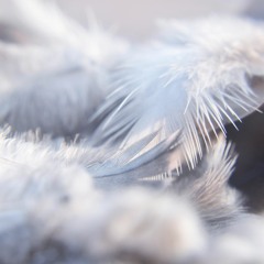 Angel (prod. DenzelAy)