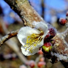 Winter's End