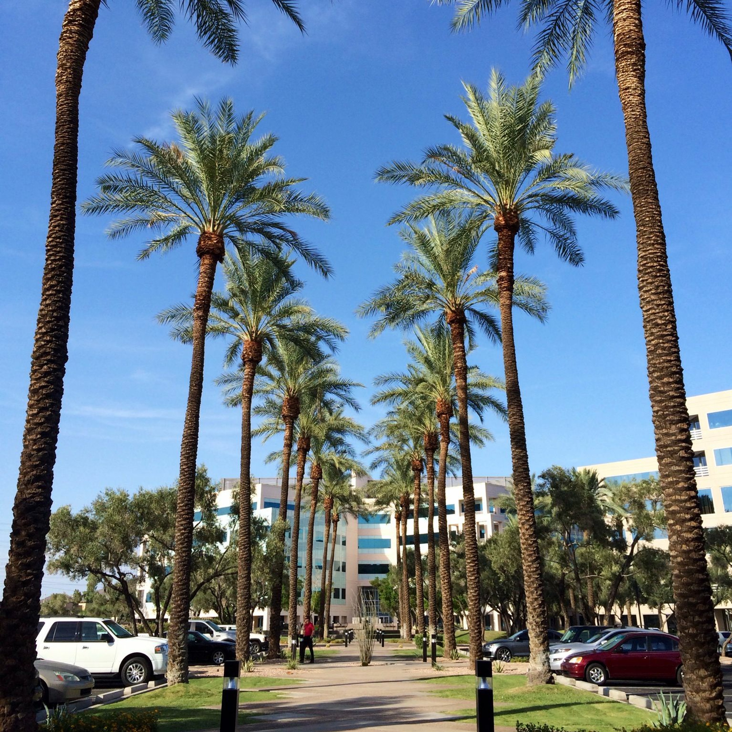 palm trees episode artwork