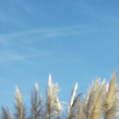 flying at the sun