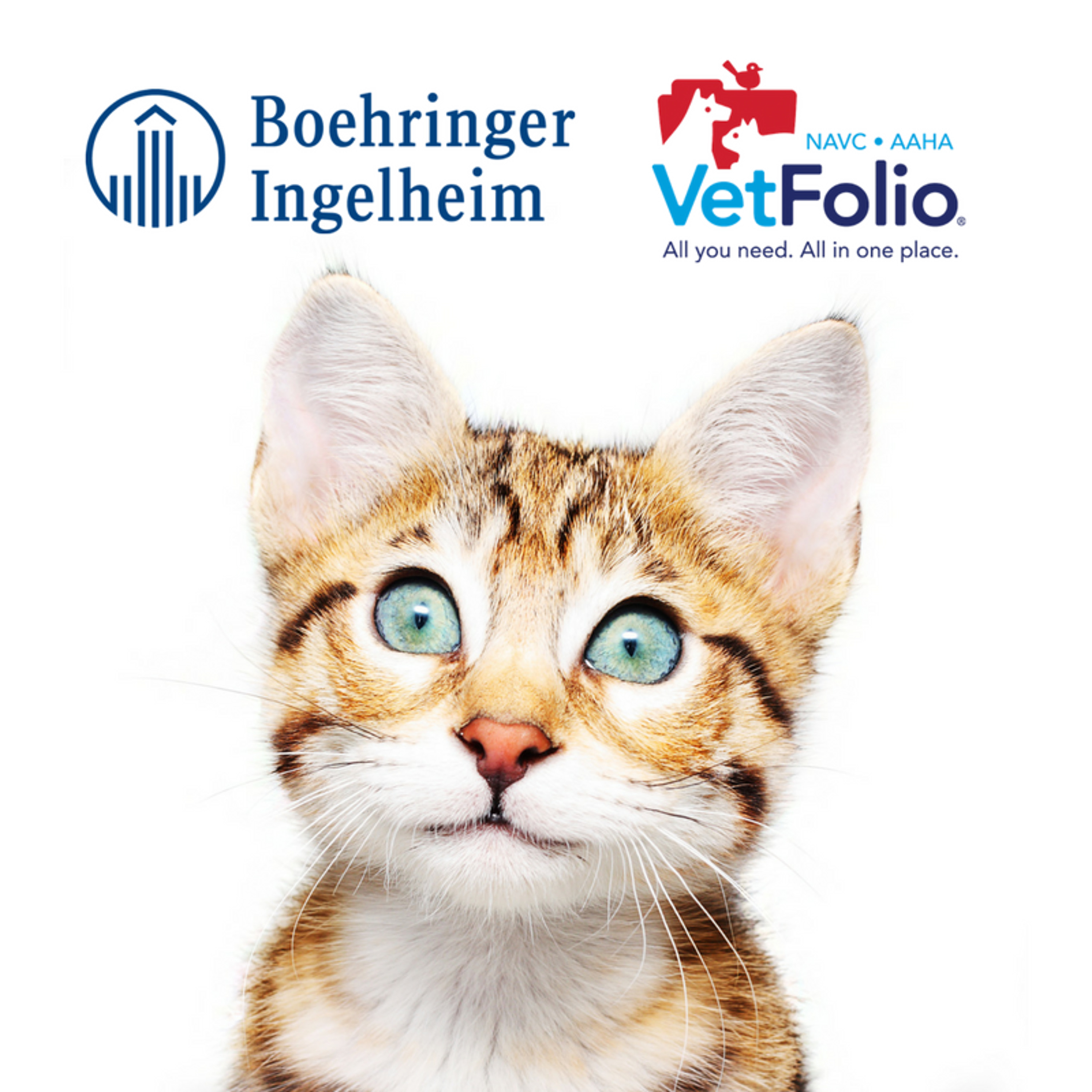 Feline Diabetes – Diagnosis episode artwork