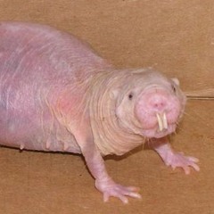 Rocketeer - Far East Movement COVER