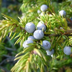 Juniper