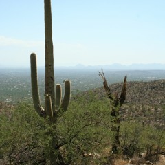 On a Desert Trail