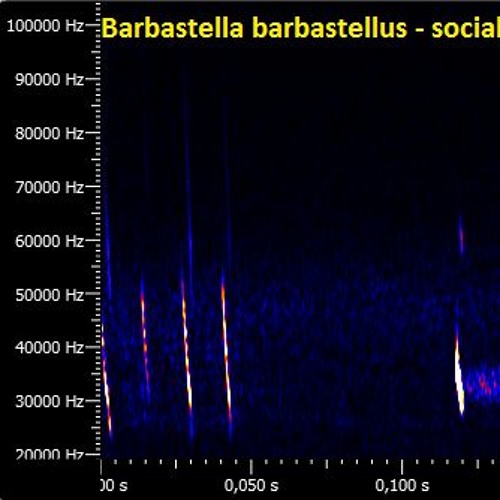 Barbastella barbastellus (pitched recording)