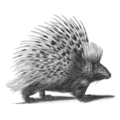 My Little Porcupine