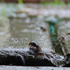 Forecast [produced by Midyawn]