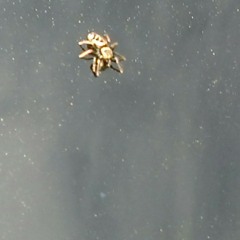 Two headed boy pt 2- neutral milk hotel cover