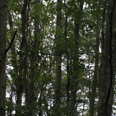 Impress Your Fucking Friends (RPM 2017)