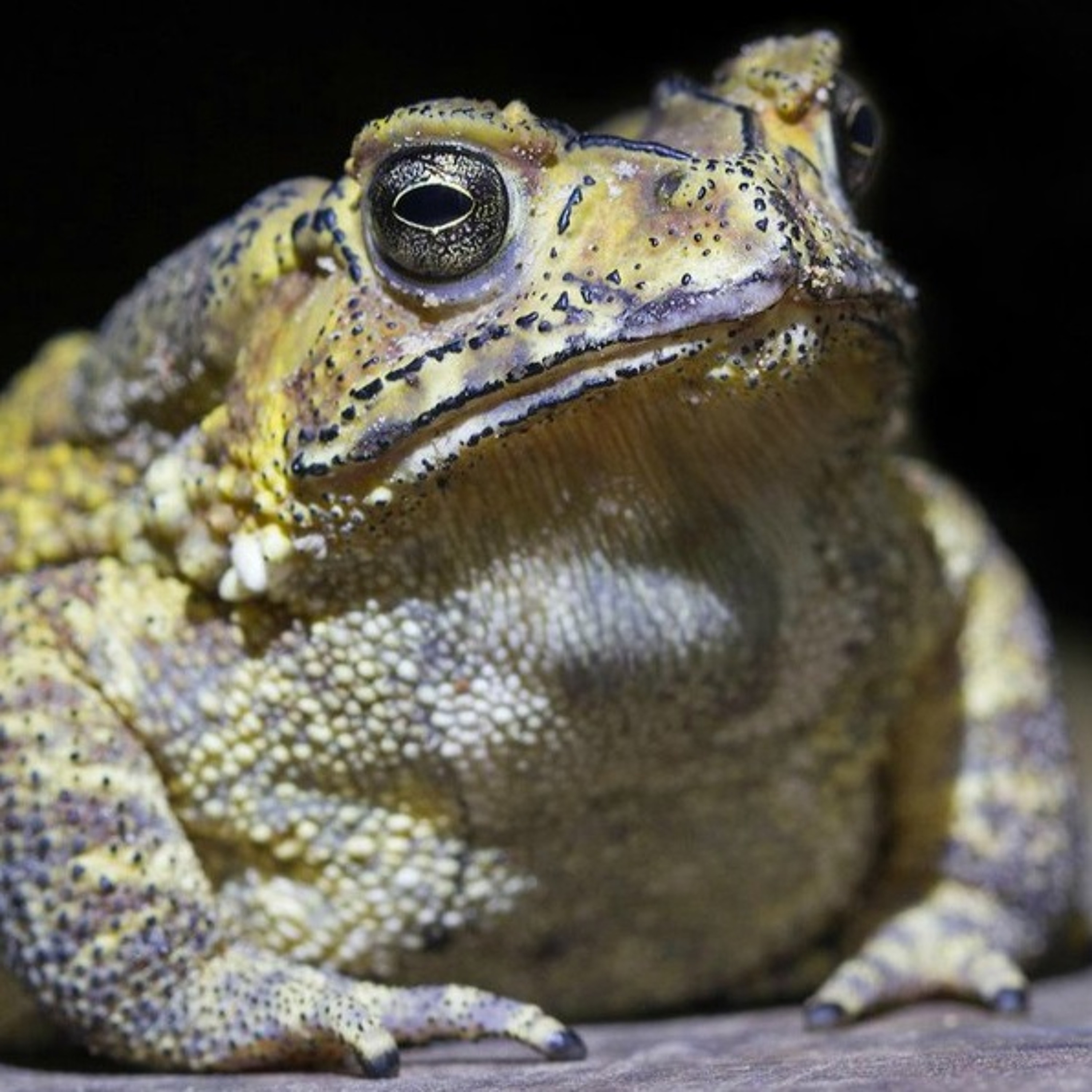 Alien Toad Psy Diego 006 episode artwork