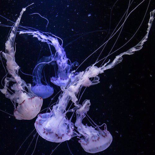 Yanagi Nagi - 三つ葉の結びめ / Mitsuba no Musubime【Friday】