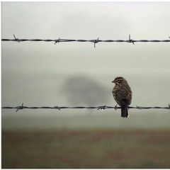Little Bird (listening body piece)