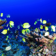Dawn Chorus Of Reef Fish