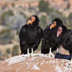 Returning The California Condor To The Pacific Northwest