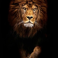 TUFF DUN / Lion feestyle 2017