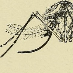 nOCTURNAL tRANSMISSION