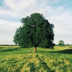 DLA Acoustic - Live in Field
