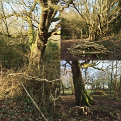 Coppicing in Stockwood Nature Reserve 02