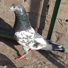 03 pigeon by scotty deez