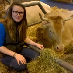 Les vaches Villars de Lans