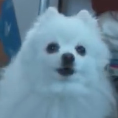 Gabe The Dog - Can Can